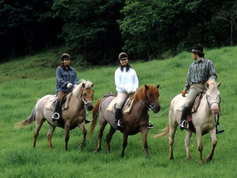 Dosanko / Hokkaido Pony